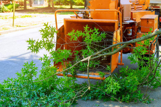 Best Root Management and Removal  in Gibson, AR